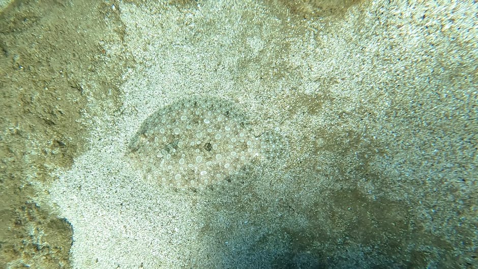 A close-up image of a sea urchin embedded in the sandy ocean floor. The sea urchin has a rounded, dome-shaped body with numerous small, white spines and tiny, evenly spaced tube feet visible on its su