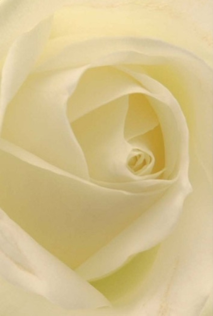 Up close, this elegant white rose-meticulously prepared in Cowley-reveals a captivating interplay of softness, depth, and refined layering. Shades of white and cream blend seamlessly across each petal, as if they've absorbed the gentle daylight streaming through a nearby window on Cowley Mill Road. Light flows through the delicate petals, creating an almost ethereal inner illumination that highlights the bloom's tranquil beauty. The rose's spiraled core stands upright, radiating an air of quiet resilience and grace, qualities often admired in Cowley's close-knit neighbourhood. Whether offered as a romantic gesture, an earnest apology, or the centrepiece for a heartfelt wedding, this rose becomes the universal language of sincerity and compassion. Its minimal, subtle nuances in tone and shadow serve to elevate its pristine form, while the whisper of a fresh, serene fragrance lingers-clean and soothing, like a breath of early morning air drifting over the local meadows. This composition is more than just flowers; it is a reflection of Cowley's spirit and the dedicated craftsmanship poured into every bespoke bouquet.